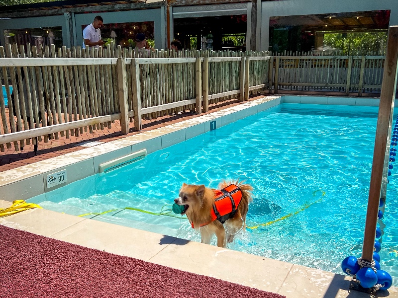 Union Lido dogcamp wassen