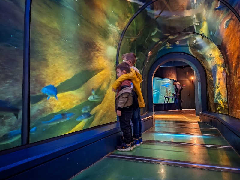 In de onder water tunnel kun je de vissen goed bekijken!