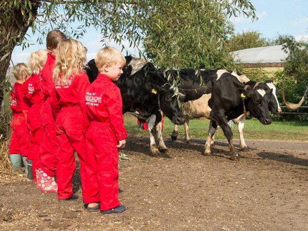 De kids kijken naar de koeien in rode overal