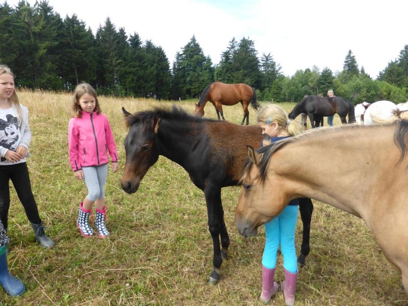 Kinnderen hebben plezier op de paardenboerderij Ferienhof Esterhammer in het Oostenrijkse Mühlviertel