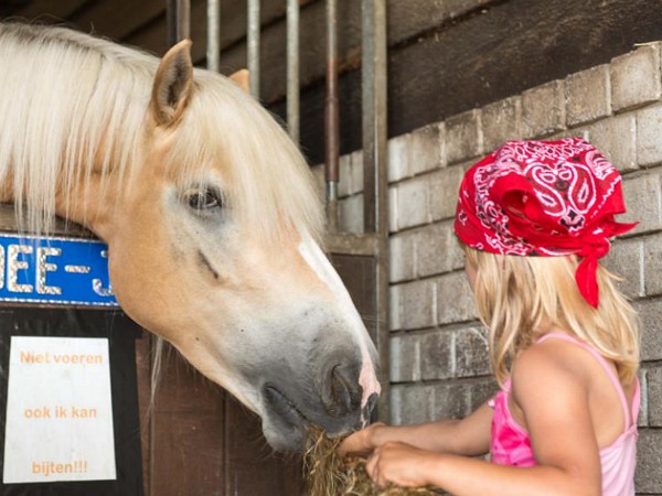 Een meisje voort het paard