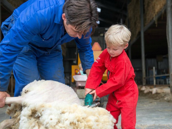 Helpen met schapen scheren