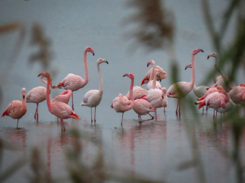 Flamingo's in Zeeland