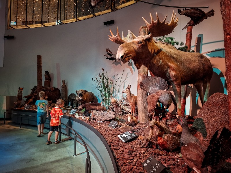 De middelste etage van het museum, de land dieren