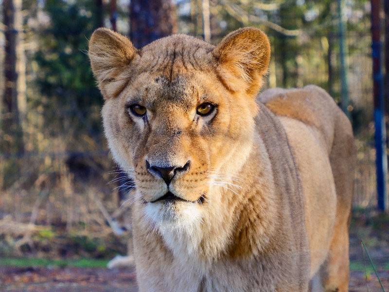 Een leeuw van dichtbij gefotografeerd in Knuthenborg. De leeuwen, olifanten en het tijgerverblijf zijn nieuw sinds ons bezoek aan het Deense Safaripark.