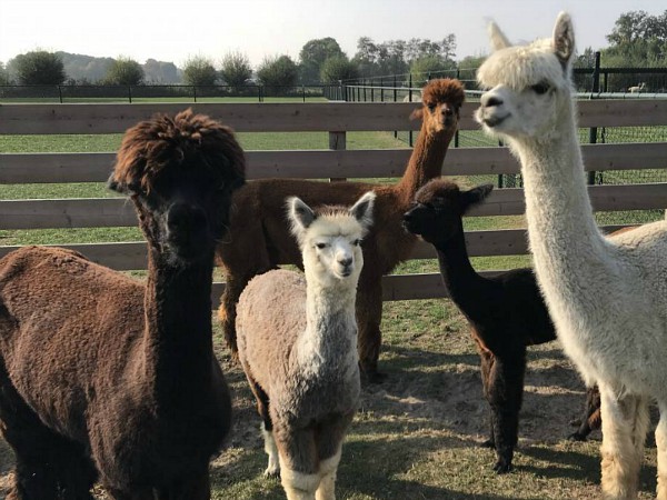 Alpaca's