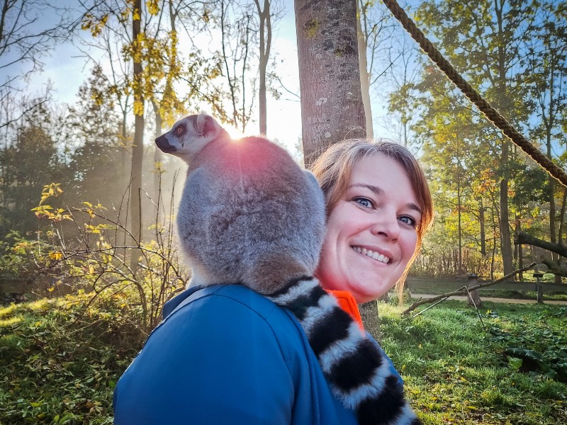 Nieuwschierige ringstaartmaki's springen zo bij je op de nek