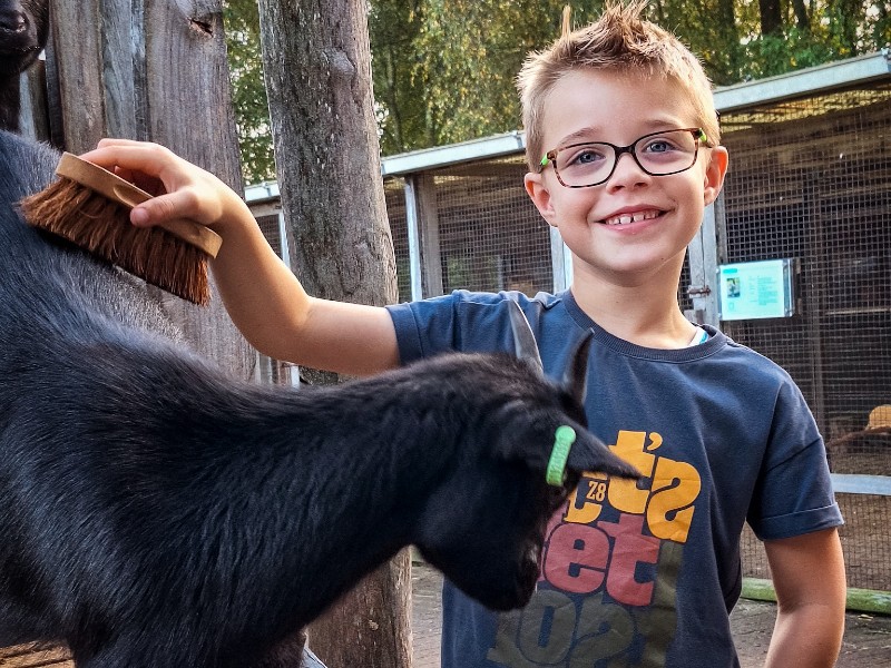 De geitjes van de kinderboerderij mogen geborsteld en gevoerd worden