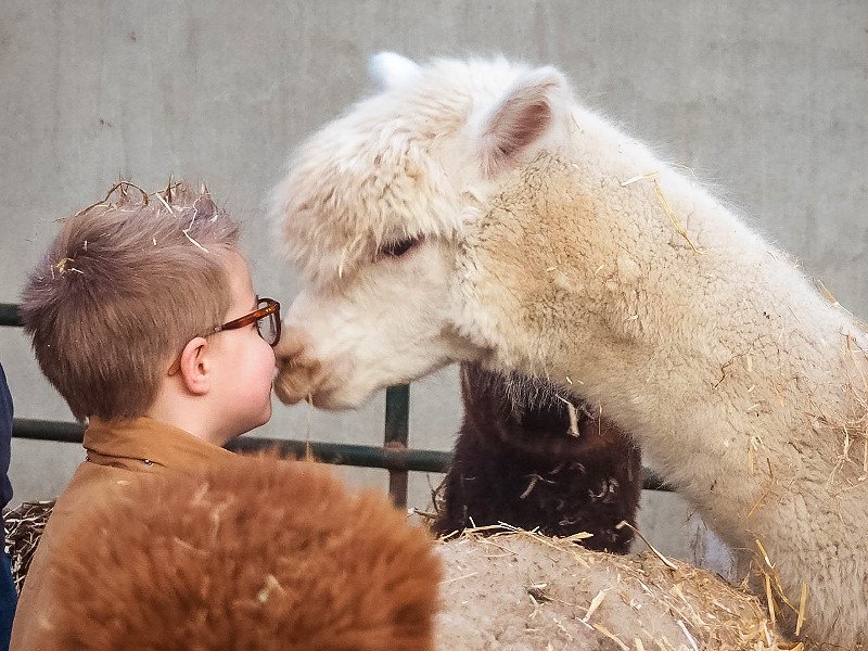 Een kusje van een Alpaca Lowieke