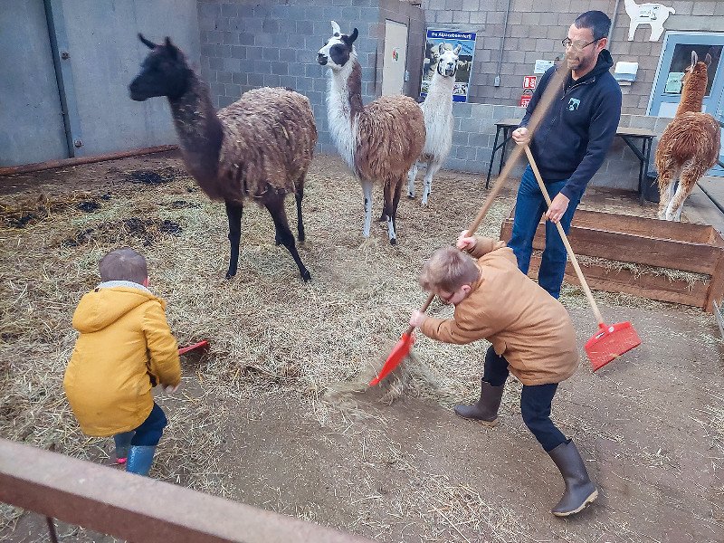 Bij de Lama's maken de jongens het hok schoon