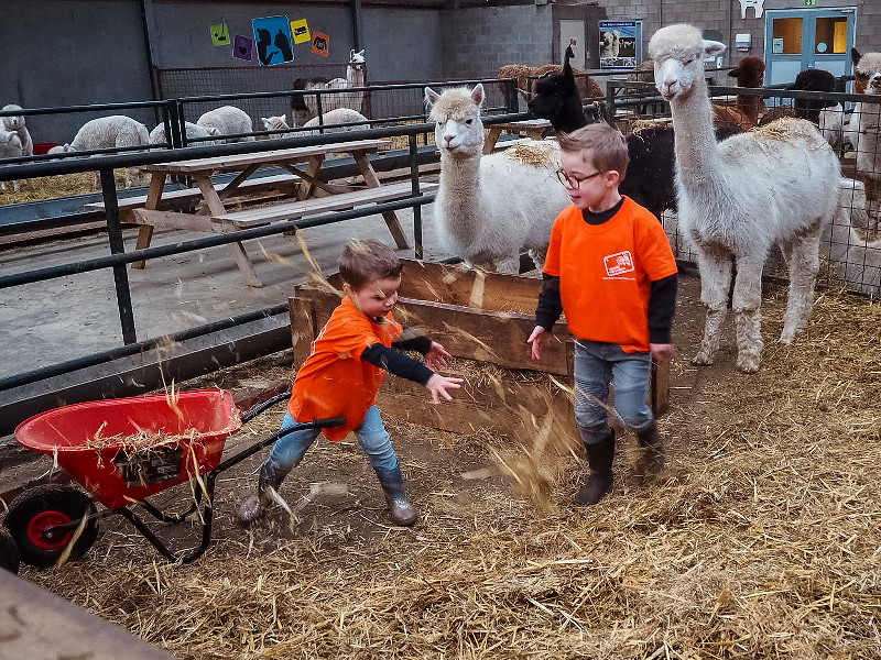 De jongens zijn druk met vers stro in de stal te gooien