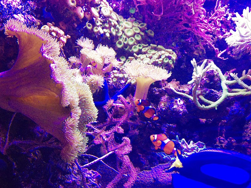 Aquarium bij Sea Life Blankenberghe