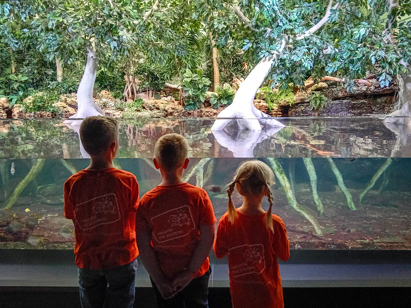 Mangrove bij Aquarium de Vendée