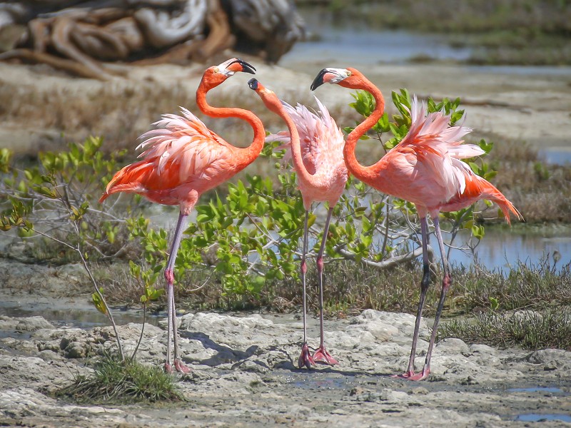 Drie elegante Flamingos waren aan het bekvechten, vlak voor de deur van het busje waar Elisabeth in zat tijdens haar persreis met Corendon naar het eiland.