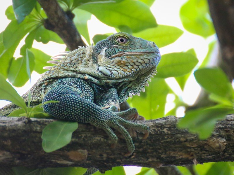 Een grote blauwe leguaan in een boom op Bonaire, hier in het dorpje Rincon