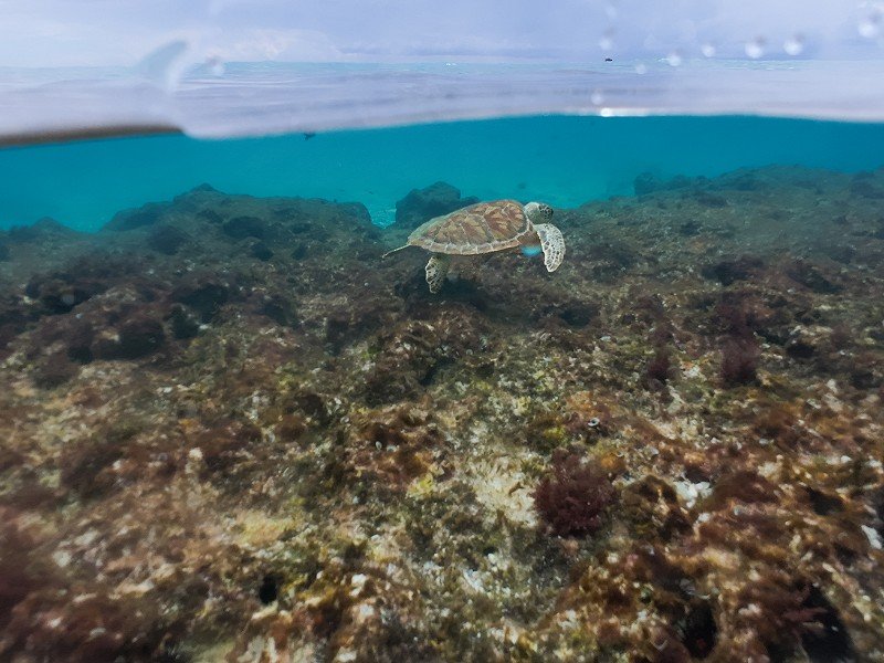 Schildpadden spotten tijdens het tsnorkelen bij 1000 steps, Bonaire