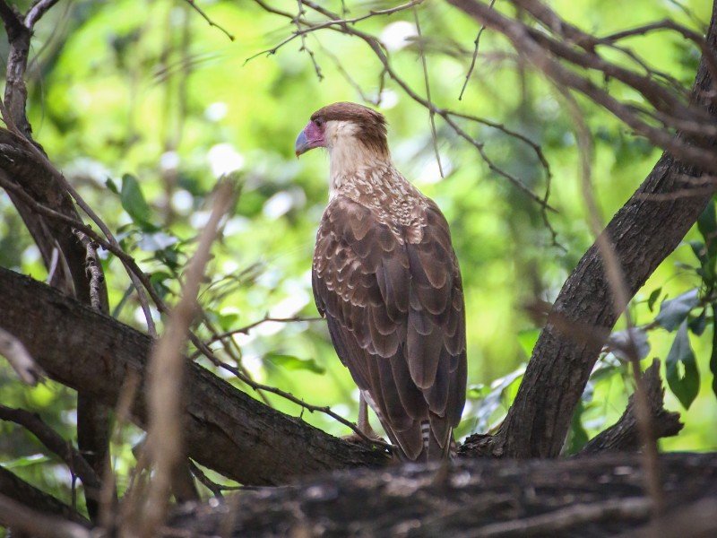 De Wara Wara is de bekendste roofvogel van Bonaire. Als je goed oplet tkun je hem regelmatig aan de kant van de weg of bovenop een cactus zien zitten