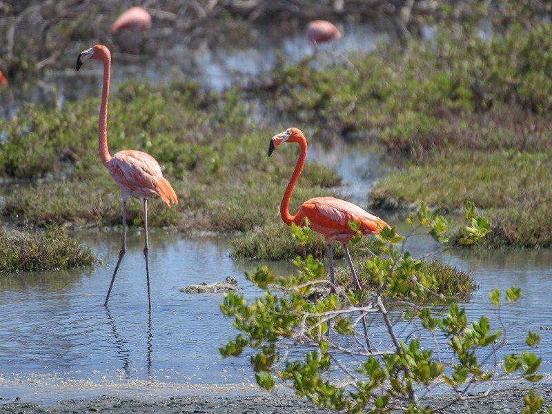 Flamingos in het water op Bonaire