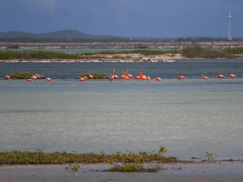 De Flamingo's op Bonaire zijn beschermd en leven in één van de weinige flamingo-broedplaatsen ter wereld, hier vlakbij het Pekelmeer