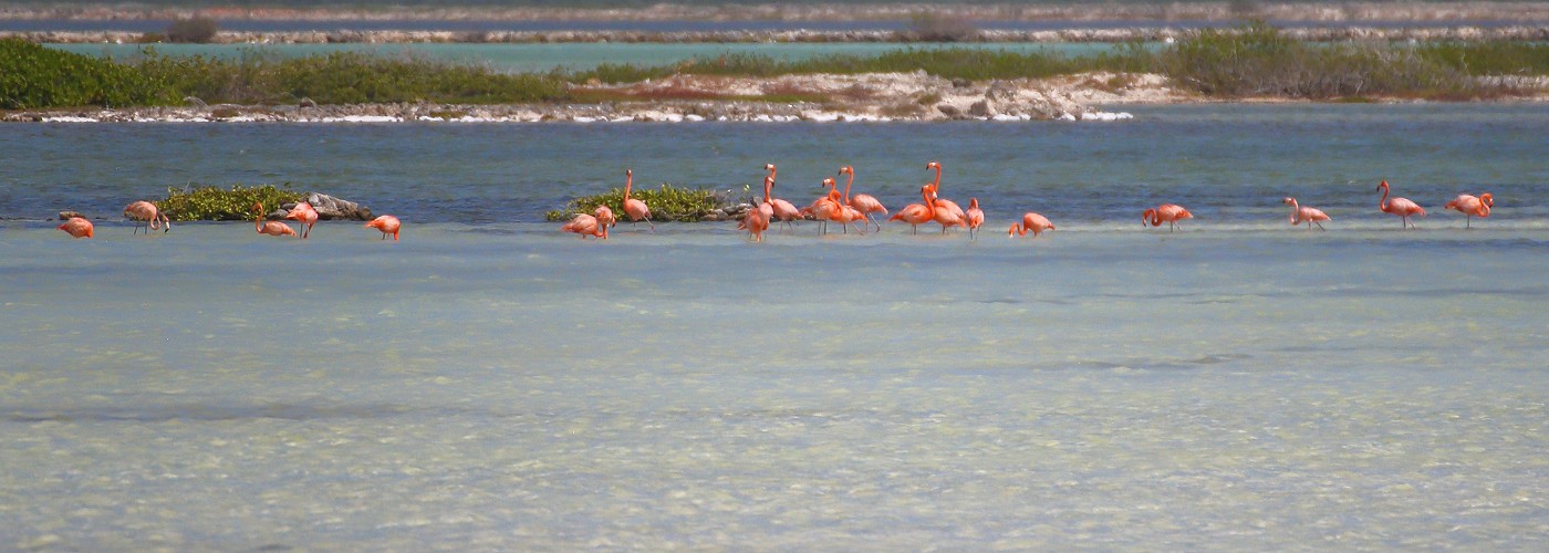 De Flamingo is het nationale symbool van Bonaire