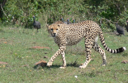 Cheetah