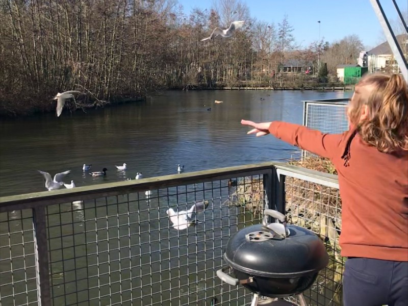 Eendjes voeren vanaf onze VIP Lakeside cottage