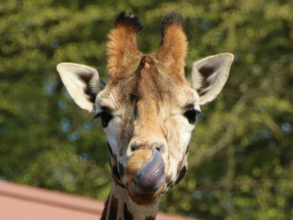 Safari Resort Beekse Bergen giraf met tong in zijn neus