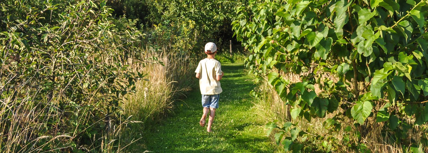 Rennen door de boomgaard van de kleinschalige glamping de Bosweide in Nederland