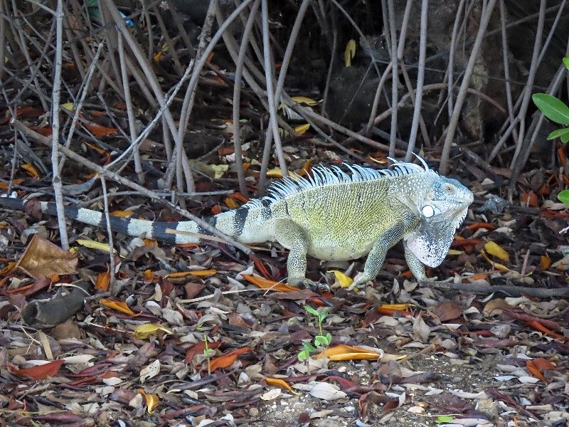 Hagedis in de mangrove in Willemstad