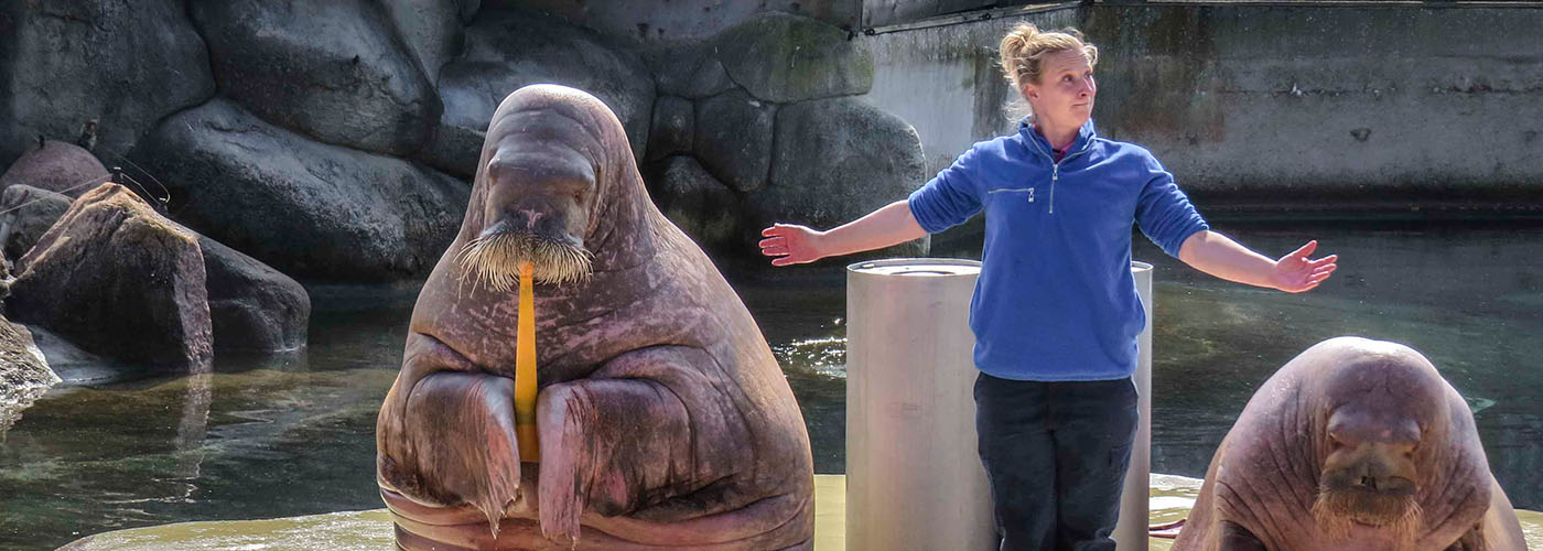 Walrussenshow in Dolfinarium