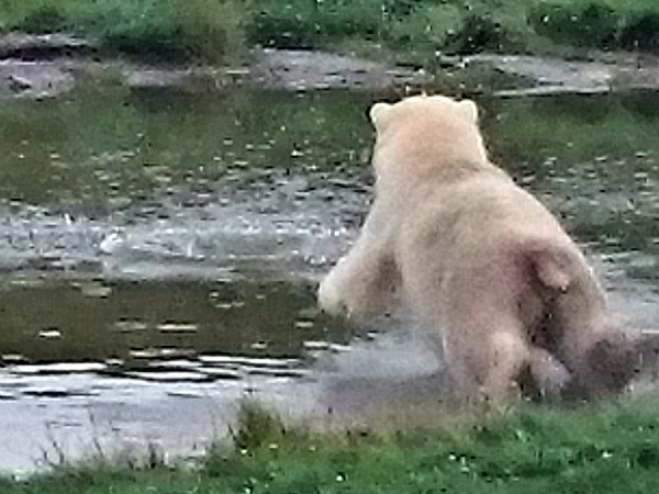 Duikende ijsbeer in Skandinavisk Dyrepark