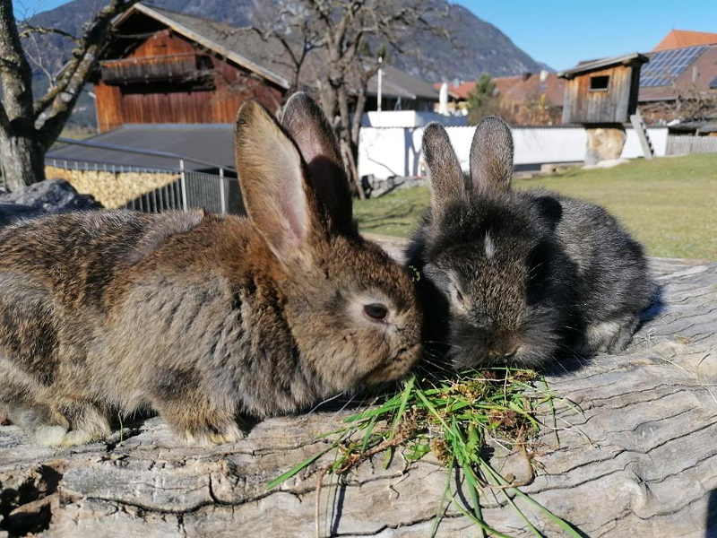 Kinderbauernhof Ierzerhof in het Pitztal Tirol