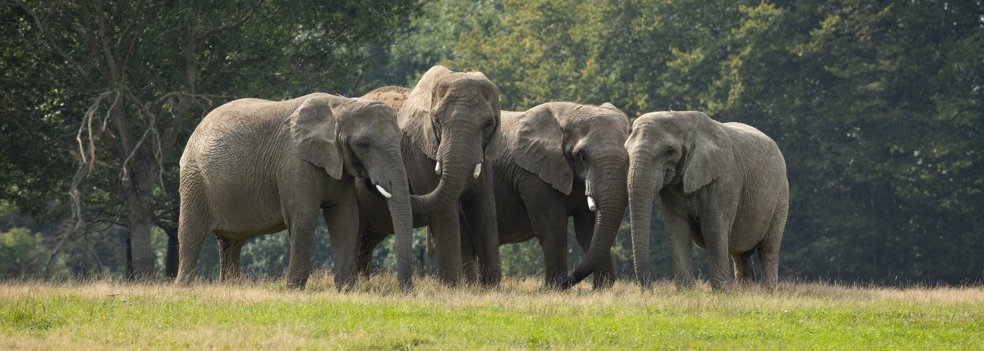 De olifanten die je kunt bewonderen in het uitgebreide Safaripark Knuthenborg in Denemarken