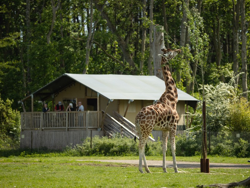 Slapen in een luxe safaritent bij Safaripark Knuthenborg in Denemarken