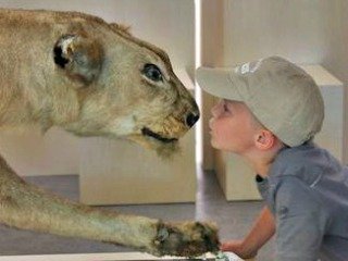 Leeuw in museum Natura Dorcet Wonderryck Twente