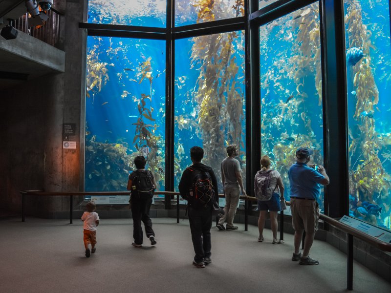 Het mooie en kindvriendelijke Monterey Bay Aquarium in West Amerika