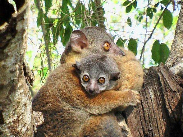 Bruine lemuren in Madagascar