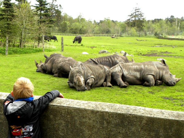 Neushoorns in Givskud Zoo