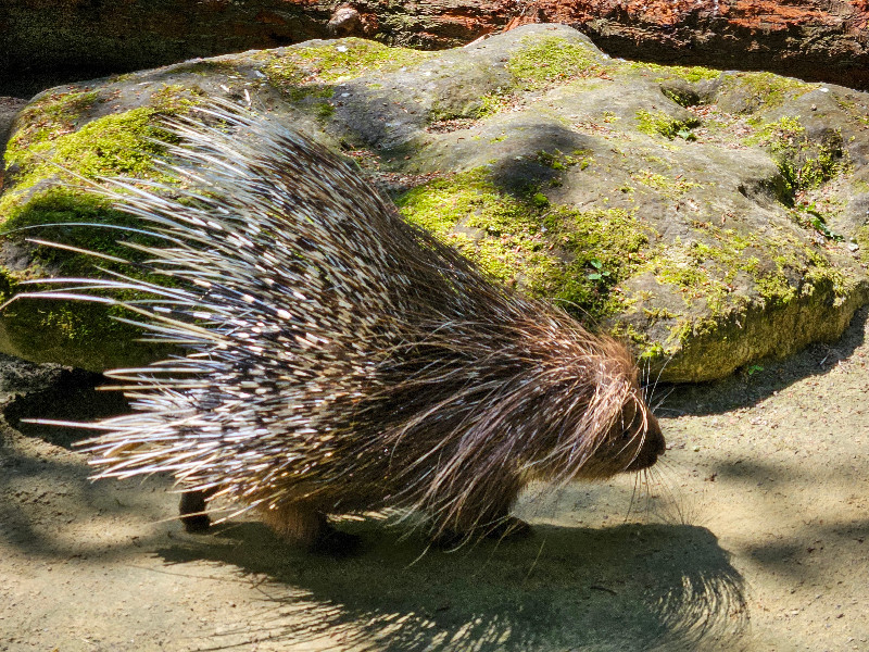 Stekelvarken in Oberhausen Dierenverblijf