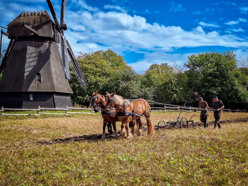 Het land word geploegd door de paarden