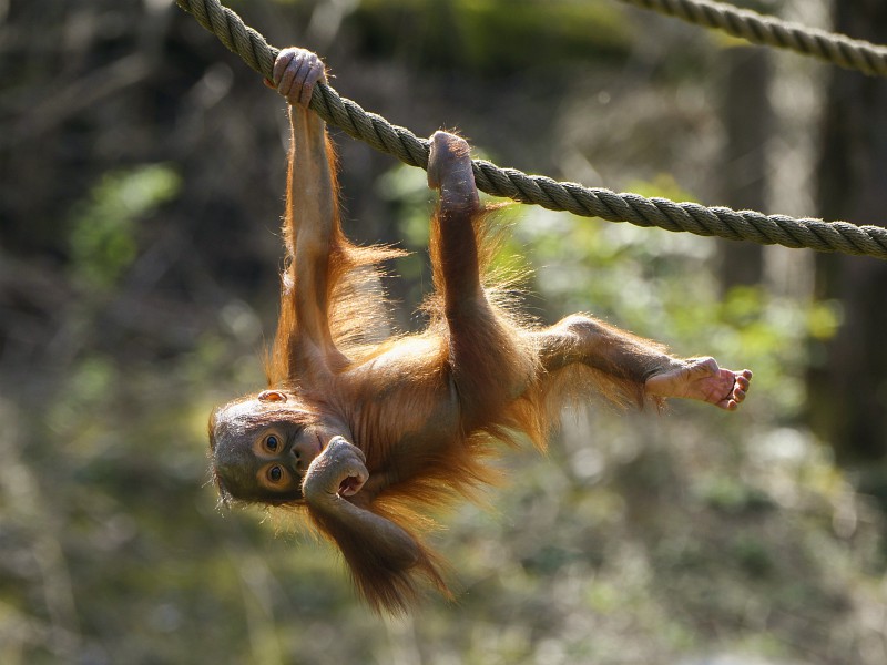 Orang Utan in  Kristiansand Zoo