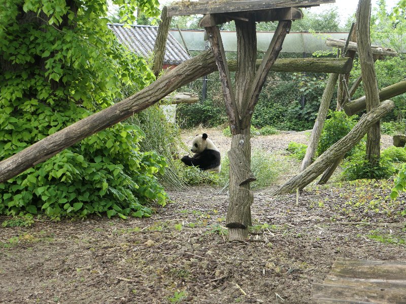 Onze favoriet, de panda in Pairi Daiza