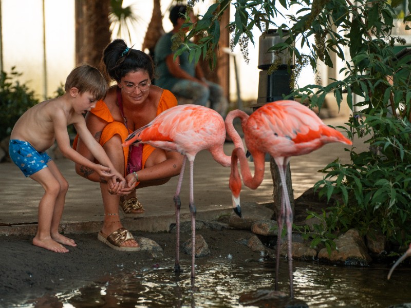 De Flamingos voeren in Pantropica