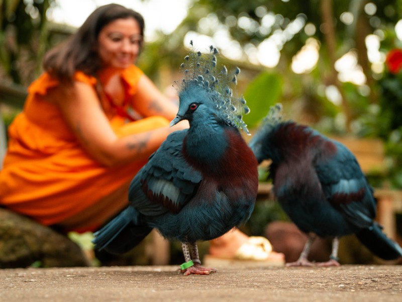 De schitterende kroonduiven in Pantropica