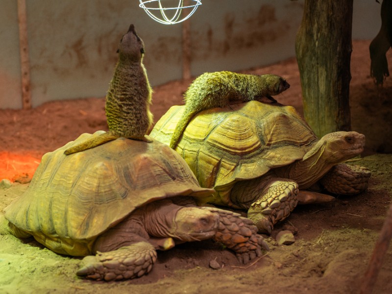 De stokstaartjes zitten vrolijk op de schildpadden in Pantropica