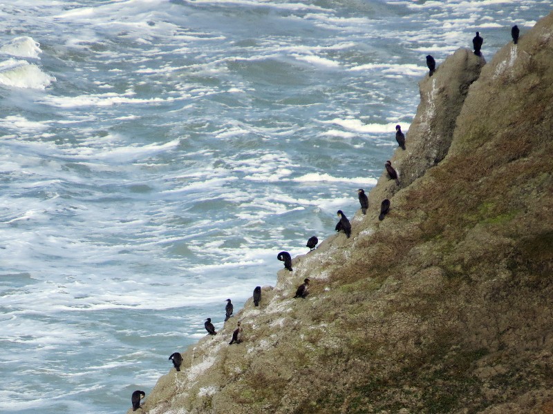 Aalscholvers op de klippen bij Rubjerg Knude