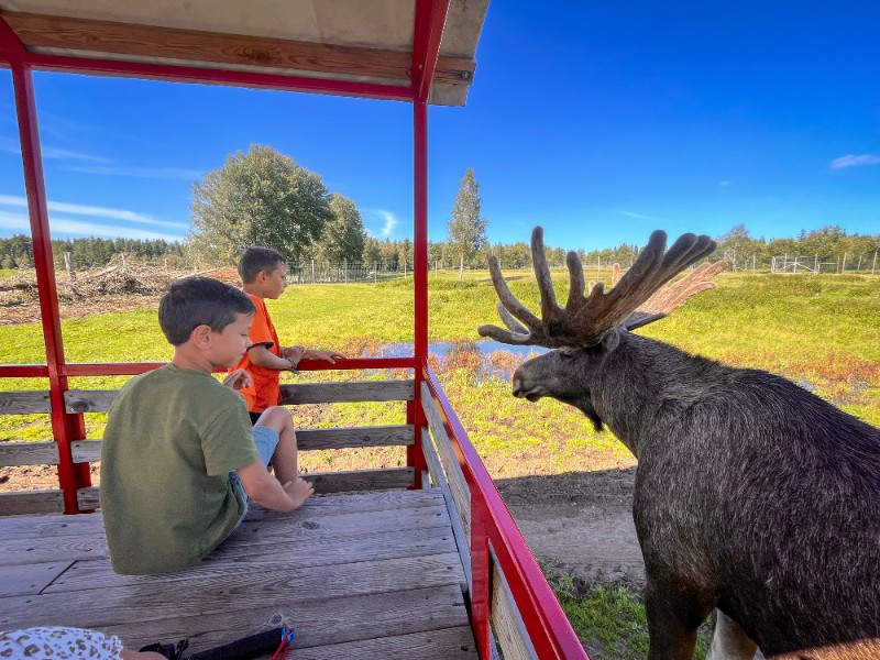 Elanden spotten met de kinderen bij Skullard Moose Park in Zweden