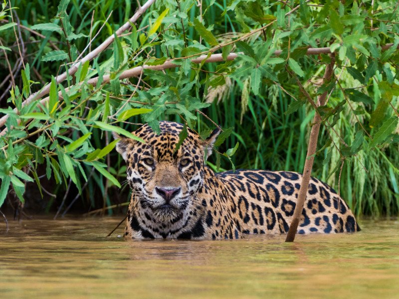 Met Travelnauts naar Brazilië, misschien spot je wel deze jaguar