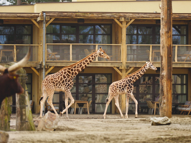 Beekse Bergen Safari Hotel met giraffen ervoor