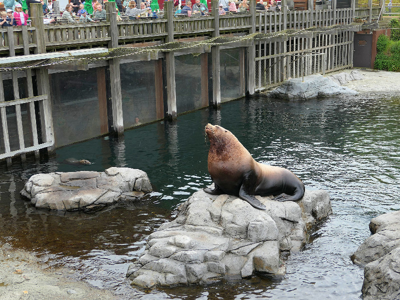 Zuid-Afrikaanse pelsrob in Pairi Daiza